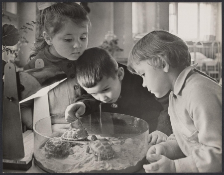 Kindergarten children look at turtles 